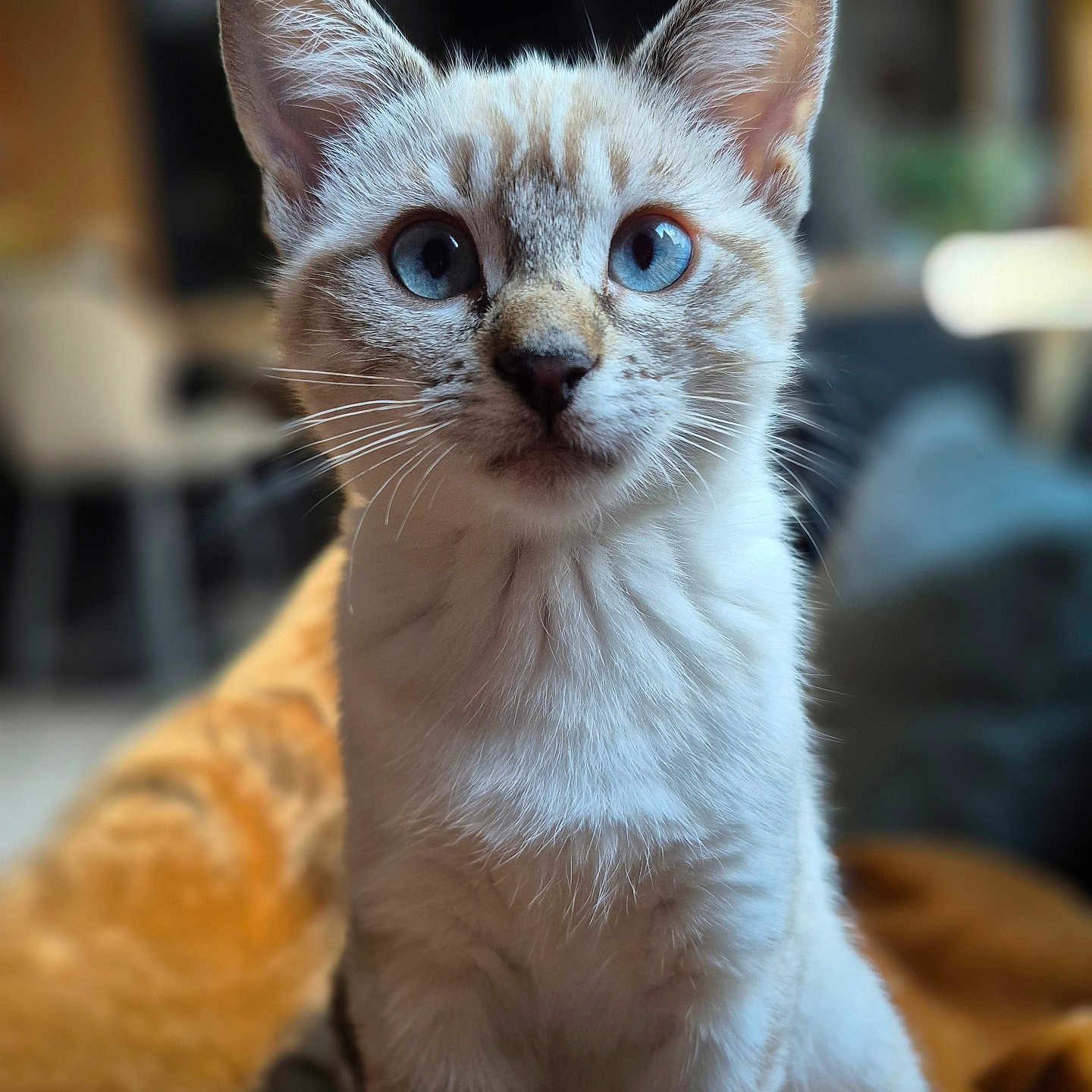 Maïa participe au concours pour gagner de l'argent avec cette photo : animal, blanket, blue_eyes, cat, close_up, cozy, curious, cute, domestic_cat, focused, fur, indoor, kitten, mammal, pet, portrait, sitting, soft_texture, whiskers, young_cat