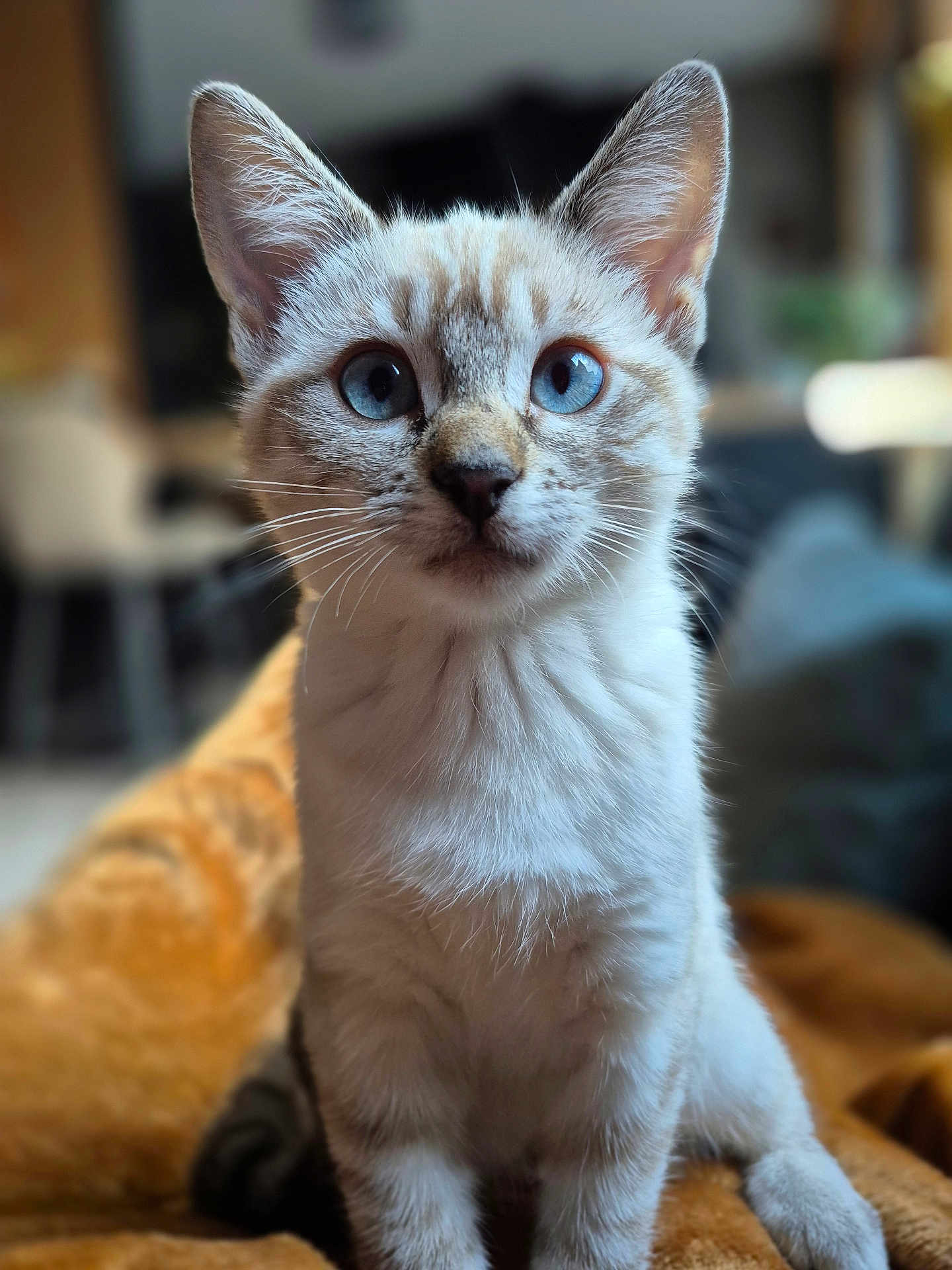 Maïa participe au concours pour gagner de l'argent avec cette photo : cat, kitten, blue_eyes, close_up, fur, whiskers, pet, animal, indoor, cozy, blanket, curious, sitting, young_cat, mammal, domestic_cat, soft_texture, focused, portrait, cute