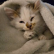 Winky joined the competition — help win amazing prizes! kitten, cat, fluffy, white_fur, sleepy, cozy, blanket, bedding, paw, whiskers, ears, eyes, nose, indoors, close_up, portrait, cute, resting, soft, animal