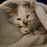 kitten, cat, fluffy, white_fur, sleepy, cozy, blanket, bedding, paw, whiskers, ears, eyes, nose, indoors, close_up, portrait, cute, resting, soft, animal