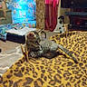 cat, kitten, pet, animal, feline, gray_cat, tabby, playing, plush_toy, blanket, leopard_print, bedroom, indoors, home, curtain, television, furniture, cozy, grainy_photo, portrait