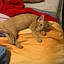 animal, bed, blanket, cat, collar, comfort, cozy, curious, cute, domestic, feline, fur, indoor, kitten, lying_down, orange_tabby, pet, pillow, resting, soft