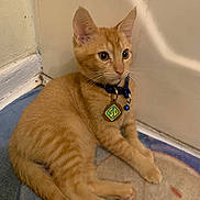 Louie joined the competition — help win amazing prizes! cat, kitten, orange_tabby, collar, bell, indoor, rug, corner, curious, alert, pet, feline, young_cat, whiskers, ears, paws, floor, domestic_animal, cute, sitting