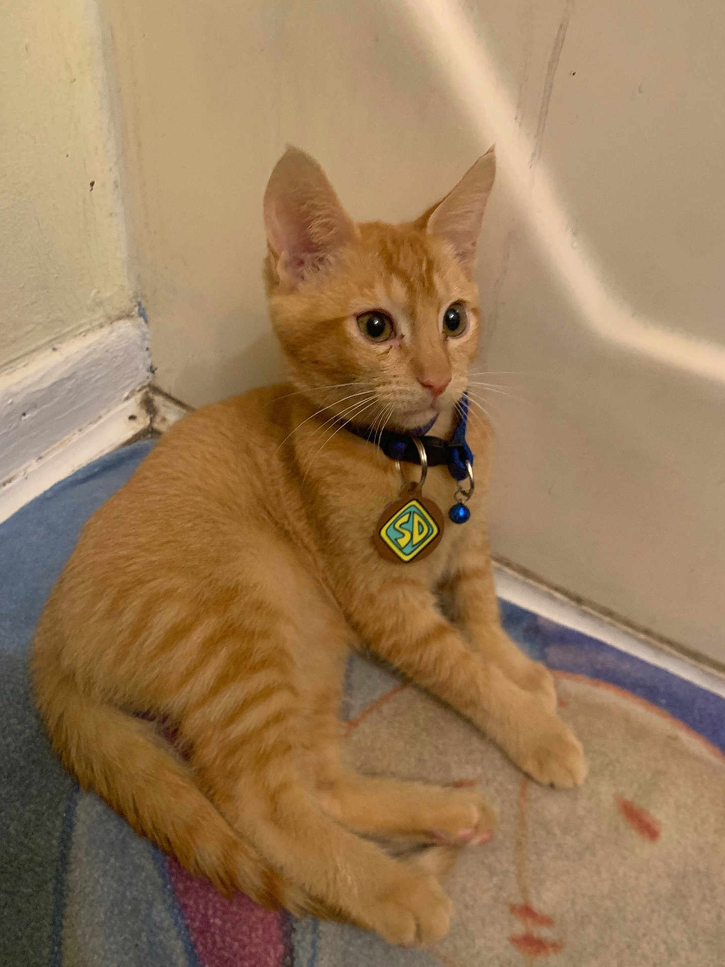 Louie joined the competition — help win amazing prizes! cat, kitten, orange_tabby, collar, bell, indoor, rug, corner, curious, alert, pet, feline, young_cat, whiskers, ears, paws, floor, domestic_animal, cute, sitting