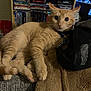 Louie is registered to the contest to win money with this photo: animal, blanket, bookshelf, cat, collar, couch, cozy, curious, dvds, feline, fur, ginger_cat, home, indoor, mesh_bag, pet, relaxing, resting, tag, wide_eyes