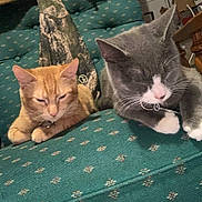 Louie is registered to the contest to win money with this photo: cat, closeup, collar, companion, couch, cozy, domestic_animal, feline, furniture, gray_cat, home, indoor, orange_cat, paws, pets, relaxed, resting, sleepy, two_animals, whiskers