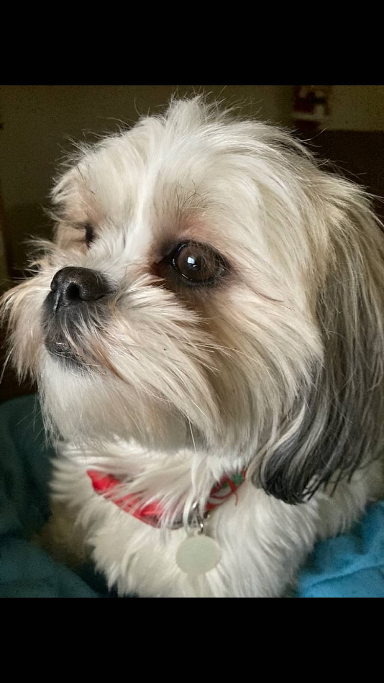 Ruby is registered to the contest to win money with this photo: biewer_terrier, canidae, carnivore, cockapoo, companion_dog, dog, dog_breed, eye, fur, liver, plant, poodle_crossbreed, puppy_love, shih_poo, shih_tzu, small_terrier, sporting_group, terrier, toy_dog, working_animal