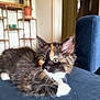 kitten, cat, calico, fluffy, fur, whiskers, ears, couch, blue_couch, indoor, living_room, potted_plant, shelf, curious, pet, animal, young, relaxed, furniture, domestic
