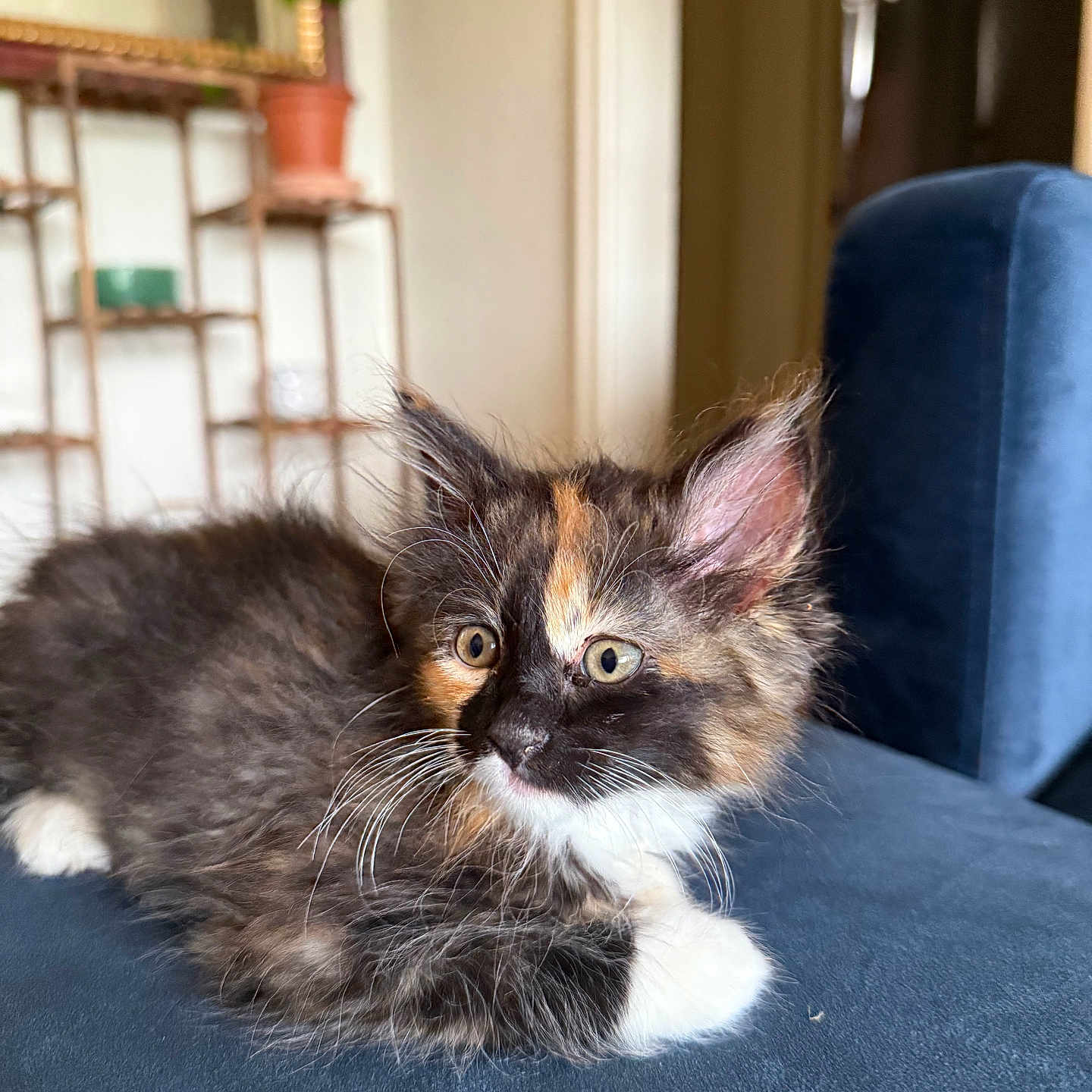 Mia is registered to the contest to win money with this photo: animal, blue_couch, calico, cat, couch, curious, domestic, ears, fluffy, fur, furniture, indoor, kitten, living_room, pet, potted_plant, relaxed, shelf, whiskers, young