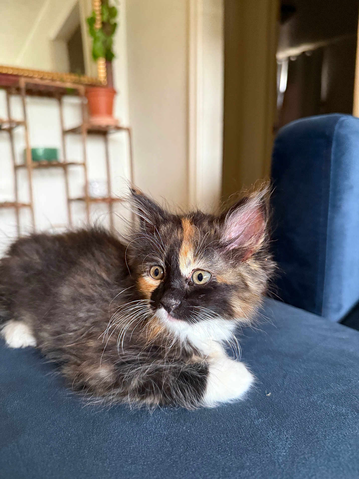 Mia is registered to the contest to win money with this photo: kitten, cat, calico, fluffy, fur, whiskers, ears, couch, blue_couch, indoor, living_room, potted_plant, shelf, curious, pet, animal, young, relaxed, furniture, domestic
