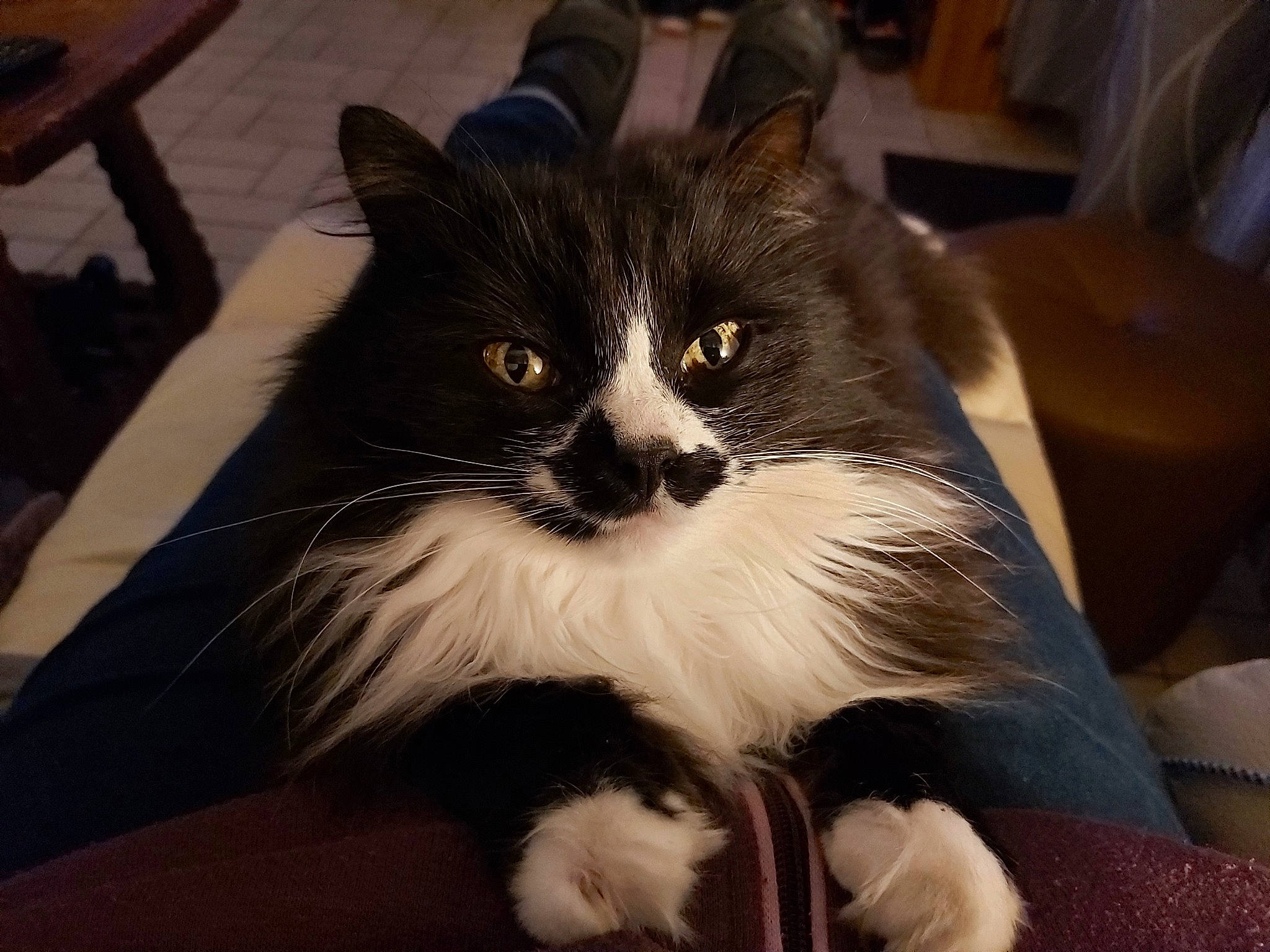 Câline a rejoint le concours — aidez-le/la à gagner de superbes lots ! carnivore, cat, claw, comfort, domestic_short_haired_cat, felidae, formal_wear, fur, lap, sitting, small_to_medium_sized_cats, snout, tail, terrestrial_animal, whiskers