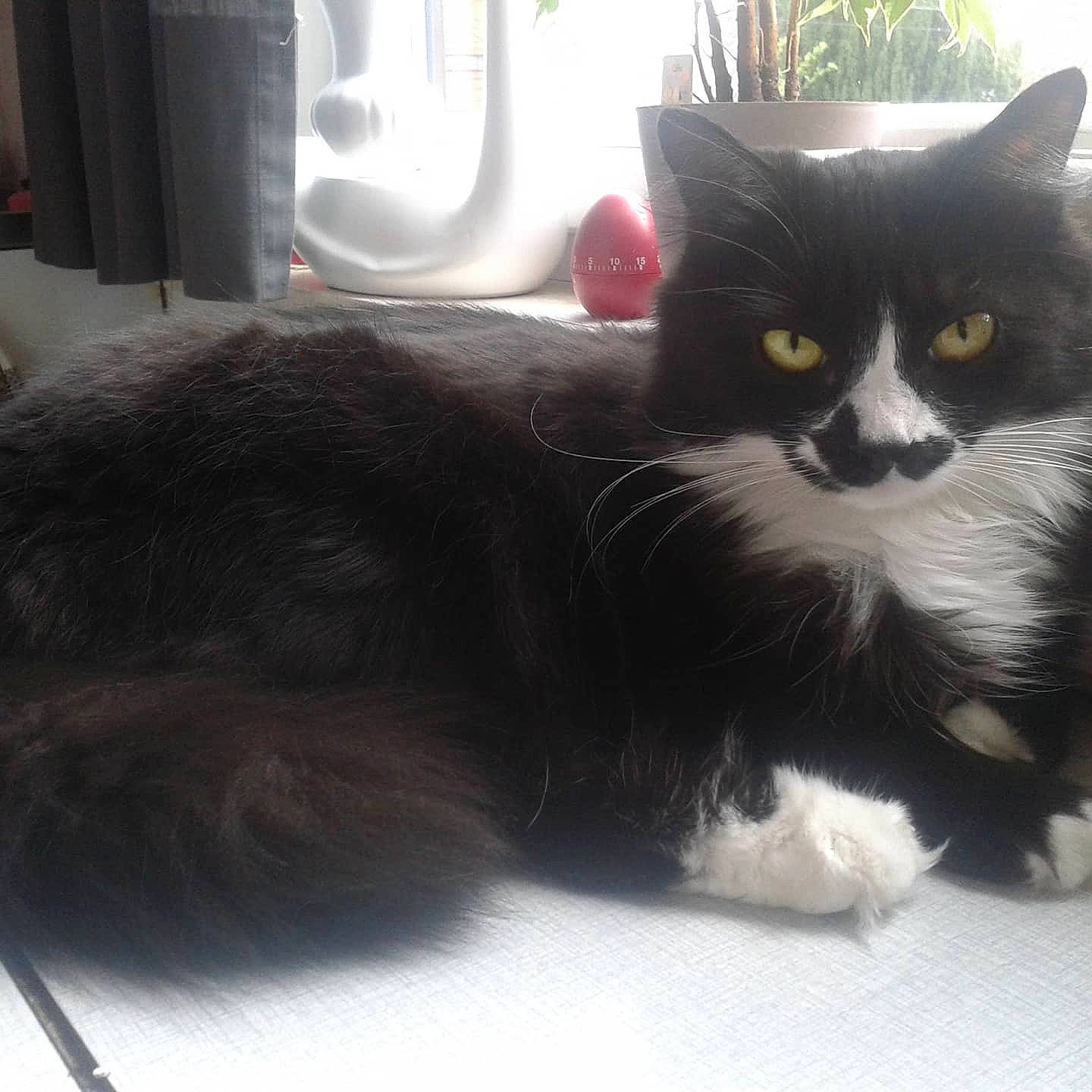 Câline a rejoint le concours — aidez-le/la à gagner de superbes lots ! black_cat, carnivore, cat, claw, comfort, domestic_short_haired_cat, eye, felidae, flooring, foot, fur, grey, paw, plant, sitting, small_to_medium_sized_cats, tail, terrestrial_animal, whiskers, window