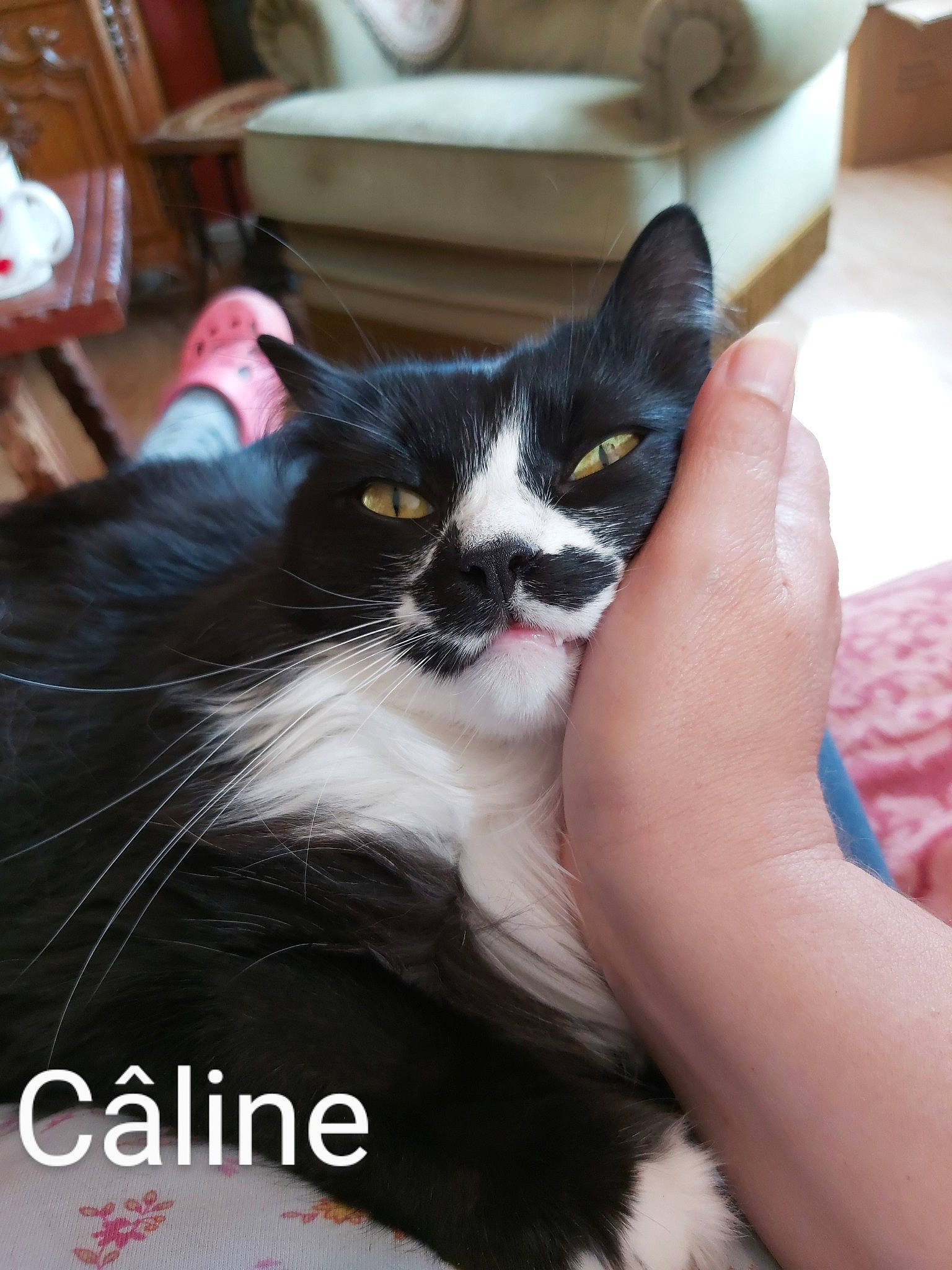 Câline participe au concours pour gagner de l'argent avec cette photo : box, cabinetry, carnivore, cat, comfort, domestic_short_haired_cat, drawer, felidae, formal_wear, fur, living_room, nail, shelf, small_to_medium_sized_cats, snout, tail, whiskers