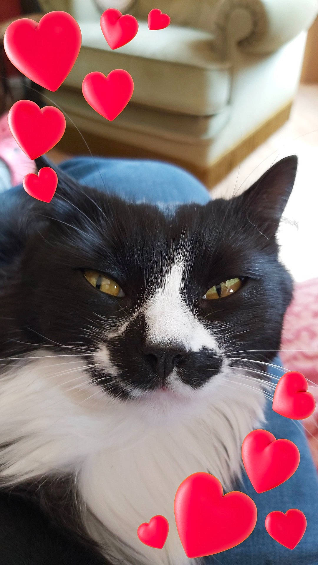 Câline a rejoint le concours — aidez-le/la à gagner de superbes lots ! carmine, carnivore, cat, creative_arts, electric_blue, event, eye, felidae, fur, grass, happy, mammal, pattern, petal, red, small_to_medium_sized_cats, snapshot, snout, tail, whiskers