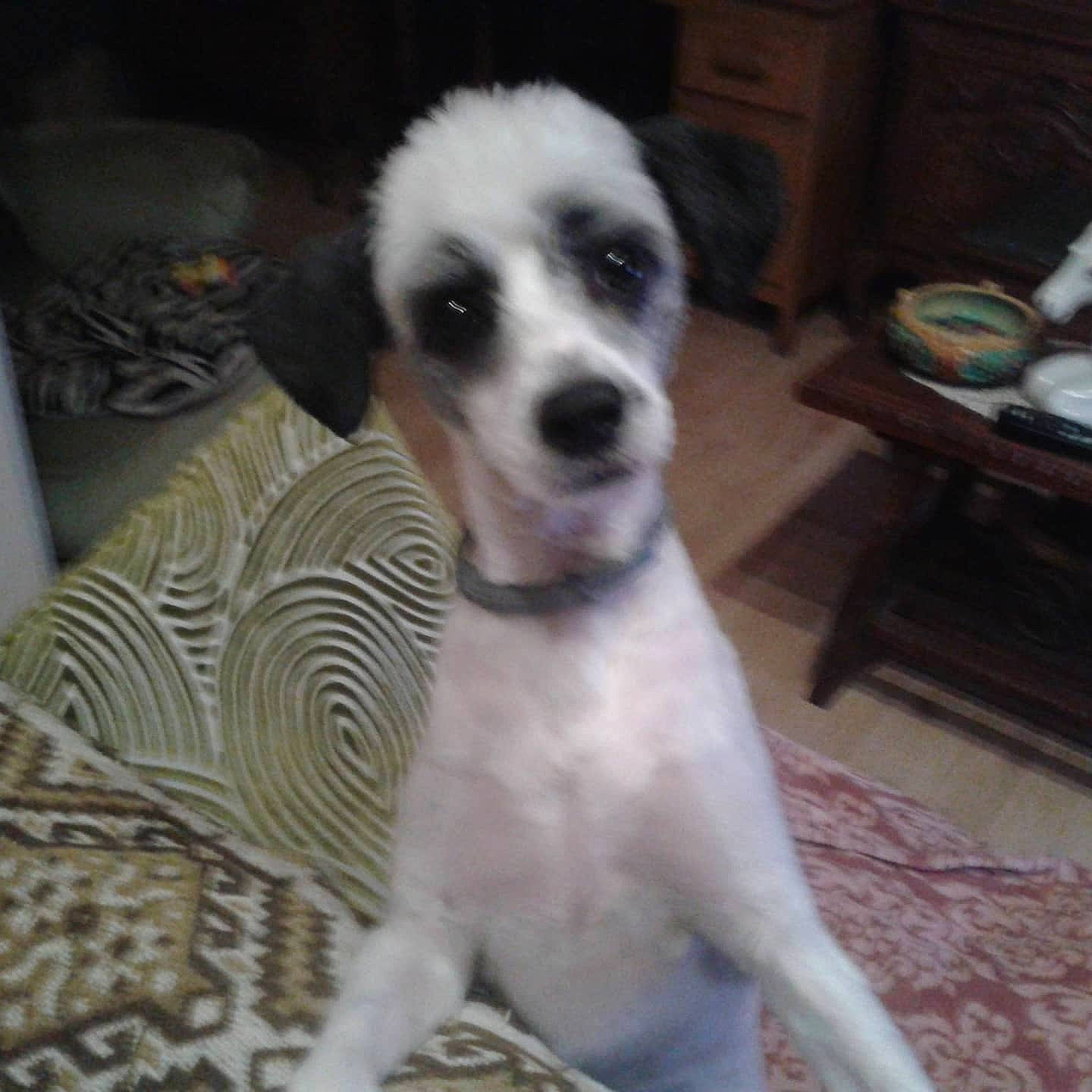 Gamin participe au concours pour gagner de l'argent avec cette photo : canidae, carnivore, comfort, companion_dog, dog, dog_breed, fawn, fur, non_sporting_group, paw, sighthound, snout, sporting_group, tableware, terrestrial_animal, whiskers, working_animal