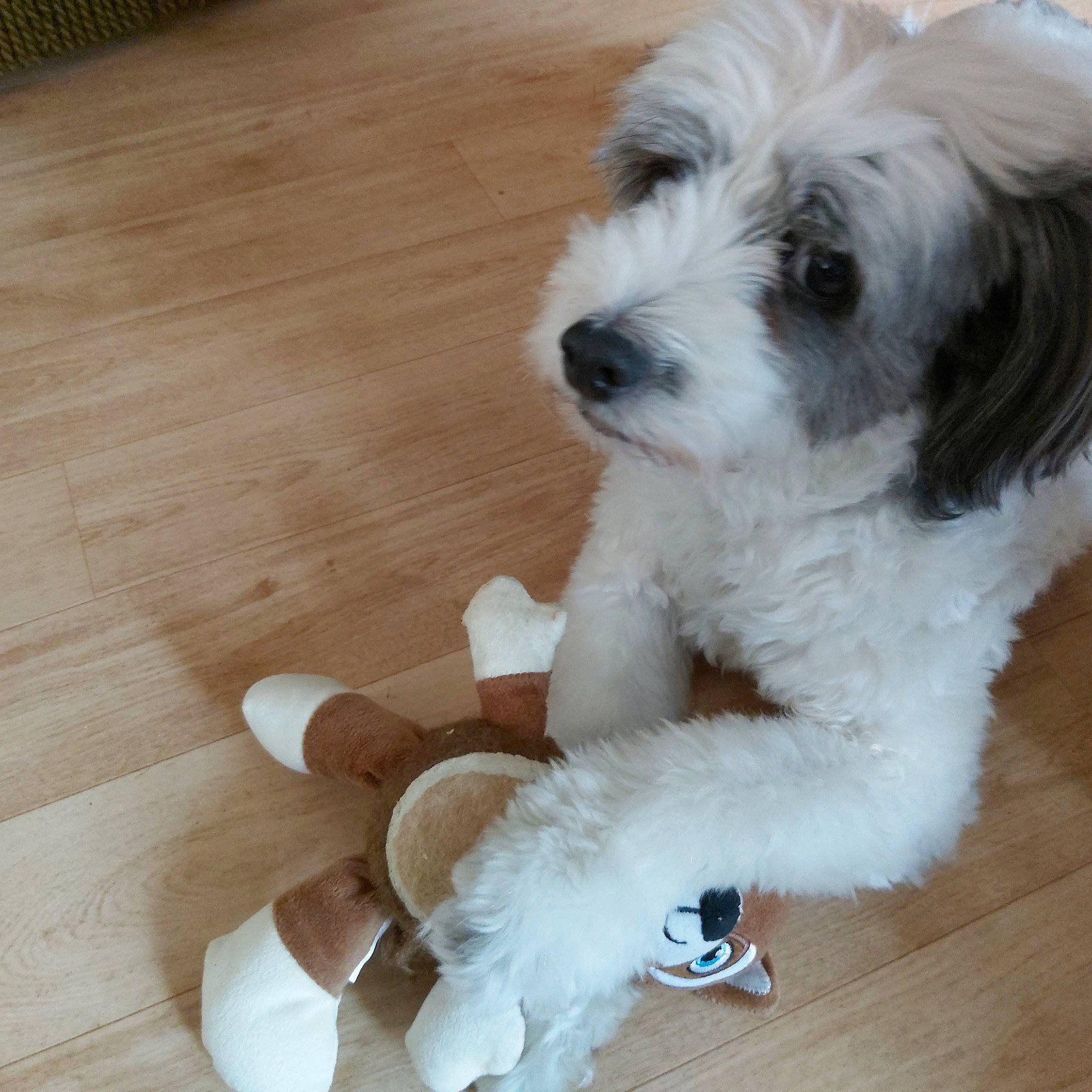 Gamin a rejoint le concours — aidez-le/la à gagner de superbes lots ! carnivore, companion_dog, dog, dog_breed, flooring, fur, hardwood, plank, shih_poo, shih_tzu, small_terrier, stuffed_toy, terrier, toy, toy_dog, varnish, wood, wood_flooring, wood_stain, working_animal