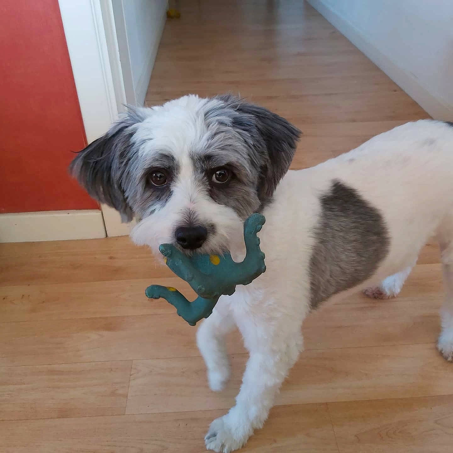 Gamin a rejoint le concours — aidez-le/la à gagner de superbes lots ! canidae, carnivore, companion_dog, dog, dog_breed, flooring, hardwood, maltepoo, non_sporting_group, small_terrier, snout, sporting_group, terrier, toy_dog, varnish, water_dog, wood, wood_flooring, wood_stain, working_animal