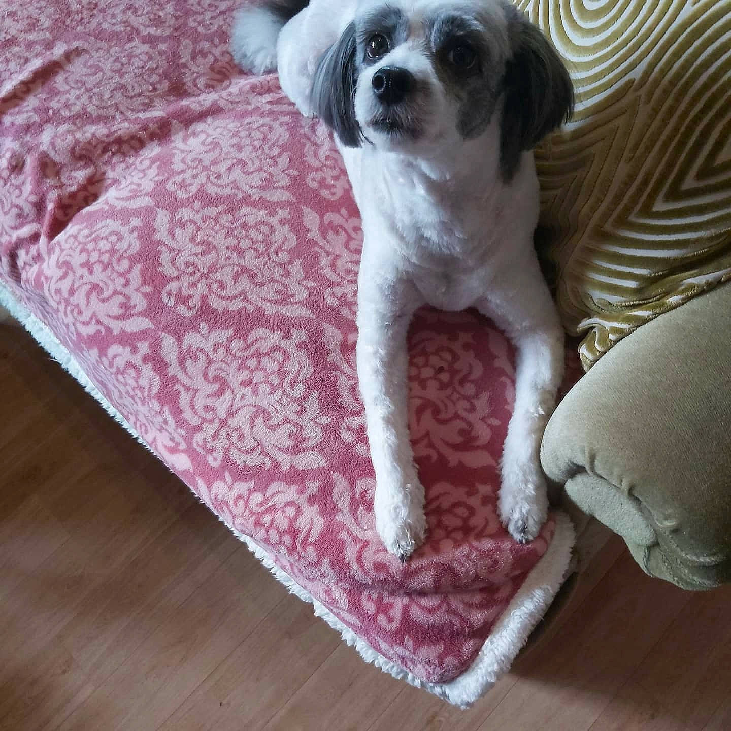 Gamin participe au concours pour gagner de l'argent avec cette photo : canidae, carnivore, comfort, companion_dog, couch, dog, dog_breed, dog_supply, fawn, flooring, hardwood, linens, magenta, paw, snout, sporting_group, toy_dog, whiskers, wood, wood_flooring