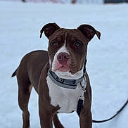 Choco participe au concours pour gagner de l'argent avec cette photo : background_blur, brown_coat, canine, close_up, collar, dog, ears, eyes, leash, nose, outdoors, paws, pet, pitbull, portrait, shallow_depth_of_field, snow, standing, white_markings, winter