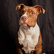 Choco a rejoint le concours — aidez-le/la à gagner de superbes lots ! dog, pet, portrait, brown_coat, white_chest, studio_photo, black_backdrop, seated, ears, paws, nose, whiskers, eyes, looking_at_camera, muzzle, short_fur, sitting, canine, indoor, pitbull