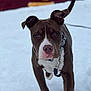 Choco a rejoint le concours — aidez-le/la à gagner de superbes lots ! dog, pitbull, pet, snow, winter, leash, collar, paws, nose, eyes, brown_coat, white_markings, close_up, portrait, outdoors, walking, snowy_ground, attentive, shallow_depth_of_field, blurred_background