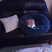 Kitty participe au concours pour gagner de l'argent avec cette photo : cat, pet_bed, leather_couch, pillow, indoor, tiled_floor, furniture, cozy, home, animal, resting, fluffy, orange_cat, white_cat, living_room, soft_lighting, relaxation, comfort, domestic, quiet