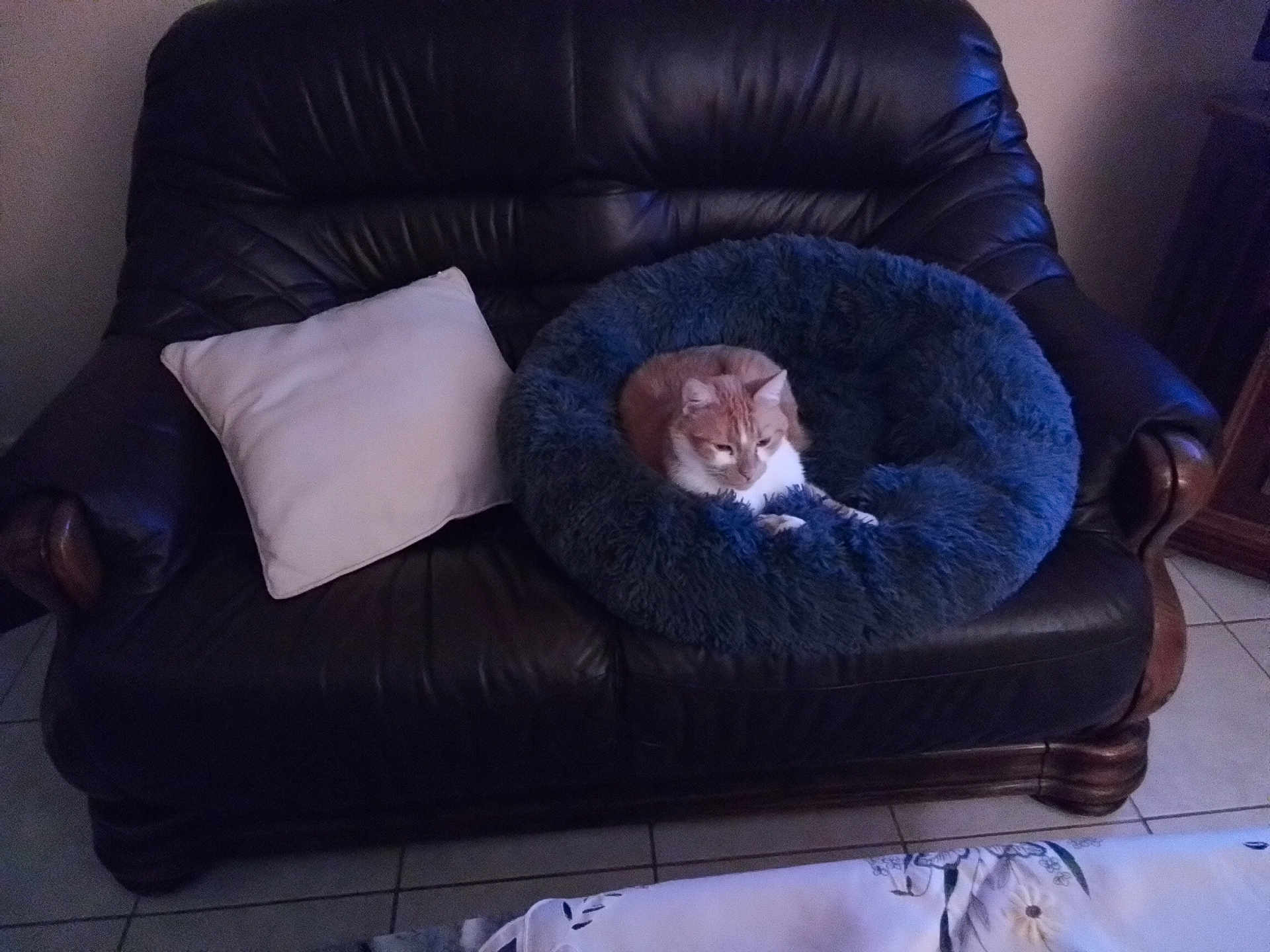 Kitty