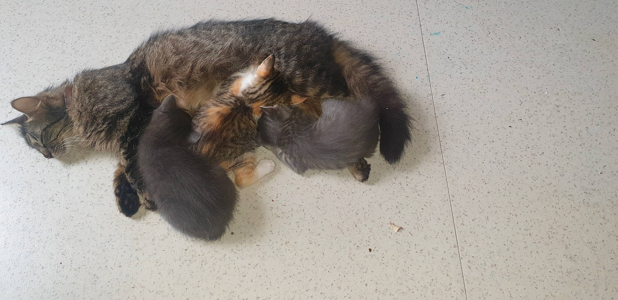 Polochone participe au concours pour gagner de l'argent avec cette photo : brown, canidae, carnivore, cat, claw, comfort, dog_breed, felidae, foot, fur, liver, nap, paw, small_to_medium_sized_cats, snout, sporting_group, tail, terrestrial_animal