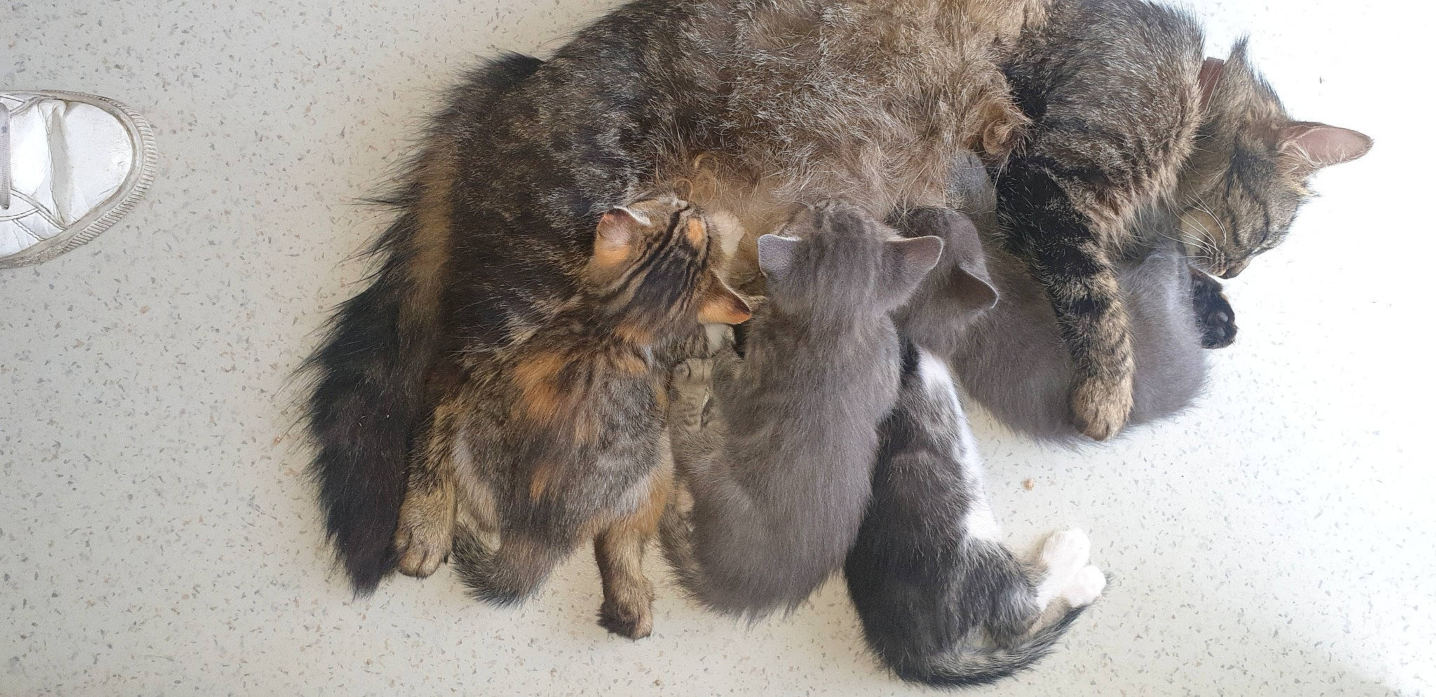 Polochone participe au concours pour gagner de l'argent avec cette photo : canidae, carnivore, cat, claw, dog_breed, felidae, fur, grey, liver, paw, small_to_medium_sized_cats, tail, terrestrial_animal, whiskers