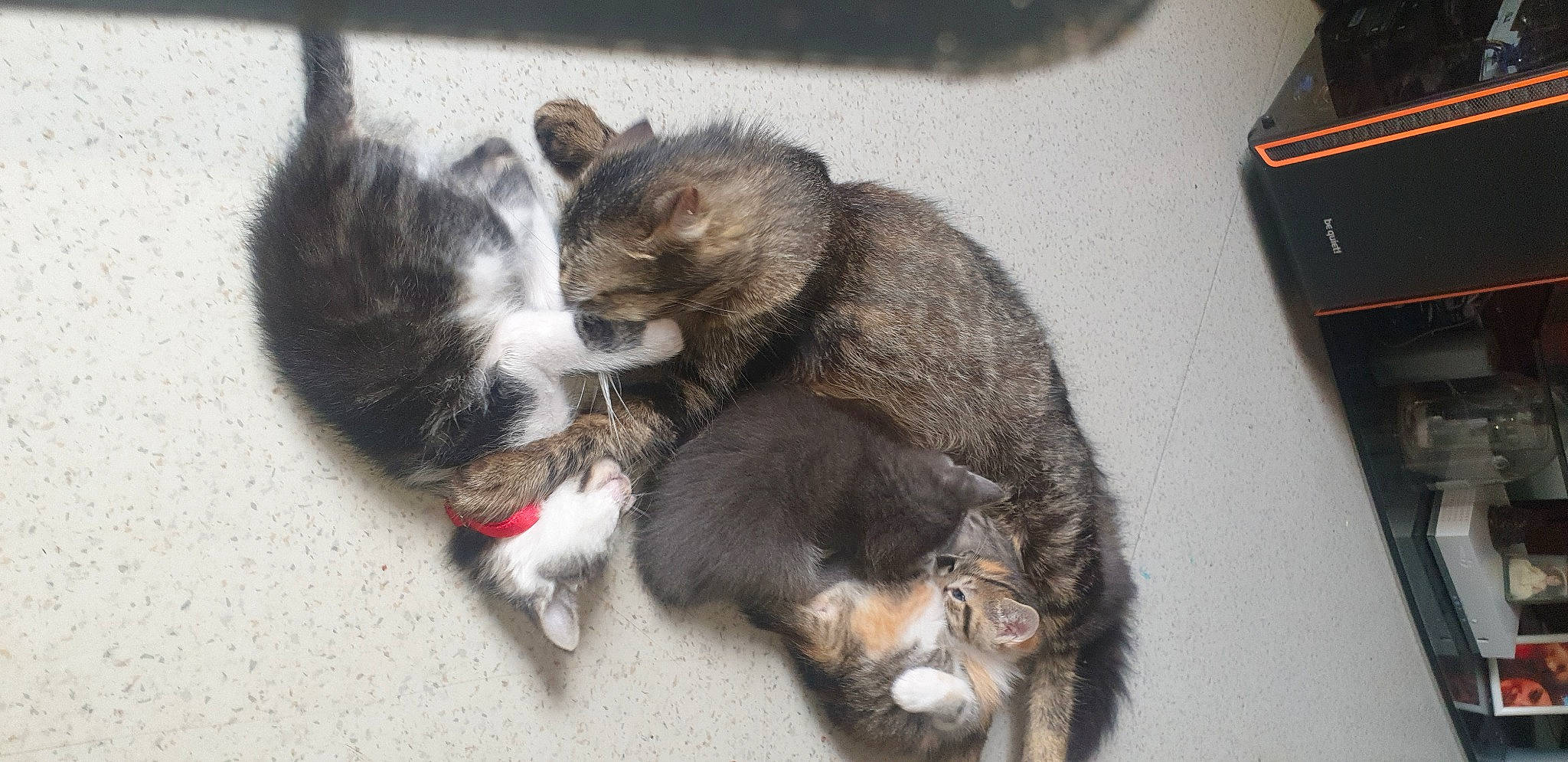 Polochone a rejoint le concours — aidez-le/la à gagner de superbes lots ! canidae, carnivore, cat, claw, collar, dog_breed, domestic_short_haired_cat, felidae, fur, paw, small_to_medium_sized_cats, snout, sporting_group, tail, whiskers