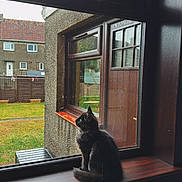 Kodak is registered to the contest to win money with this photo: cat, black_cat, window, windowsill, rain, outside, house, building, fence, grass, outdoor, pet, domestic_animal, sitting, wood, reflection, quiet, daytime, home, looking