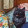 Kodak is registered to the contest to win money with this photo: cat, black_cat, fluffy, green_eyes, bed, bedspread, floral_pattern, blanket, indoor, cozy, curtains, wooden_headboard, pet, animal, feline, whiskers, fur, cute, looking_up, mouth_open