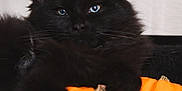 Kodak joined the competition — help win amazing prizes! black_cat, cat, pet, animal, fluffy, pumpkin, orange, fall, autumn, cute, indoors, close_up, fur, whiskers, relaxing, cozy, holiday, halloween, eyes, portrait