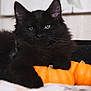 black_cat, cat, pet, animal, fluffy, pumpkin, orange, fall, autumn, cute, indoors, close_up, fur, whiskers, relaxing, cozy, holiday, halloween, eyes, portrait