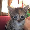 Clydipy joined the competition — help win amazing prizes! animal, blur, cat, cozy, curious, cute, domestic, eyes, feline, fur, indoor, kitten, lamp, lap, person, pet, red_couch, small, window, young