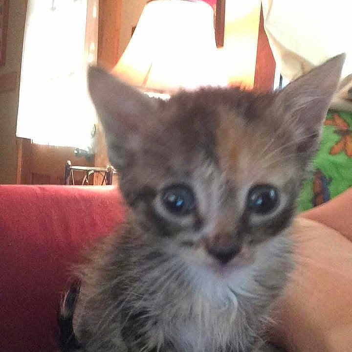 Clydipy joined the competition — help win amazing prizes! animal, blur, cat, cozy, curious, cute, domestic, eyes, feline, fur, indoor, kitten, lamp, lap, person, pet, red_couch, small, window, young