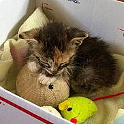 Clydipy joined the competition — help win amazing prizes! animal, blanket, cardboard_box, cat, cozy, cute, domestic_cat, fur, furry, indoor, kitten, pet, resting, sleeping, small, snuggling, soft, toy_mouse, yellow_toy, young