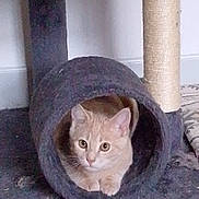 Dédé a rejoint le concours — aidez-le/la à gagner de superbes lots ! cat, orange_cat, cat_tunnel, cat_tree, scratching_post, carpet, indoor, pet, animal, feline, curious, relaxed, paws, wooden_floor, cozy, cute, looking, ears, whiskers, fur