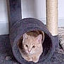 cat, orange_cat, cat_tunnel, cat_tree, scratching_post, carpet, indoor, pet, animal, feline, curious, relaxed, paws, wooden_floor, cozy, cute, looking, ears, whiskers, fur