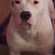 Rubyroo is registered to the contest to win money with this photo: dog, white_dog, pet, animal, indoor, ears, carpet, standing, close_up, canine, portrait, looking_at_camera, fur, muzzle, legs, domestic_animal, companion, friendly, cute, house