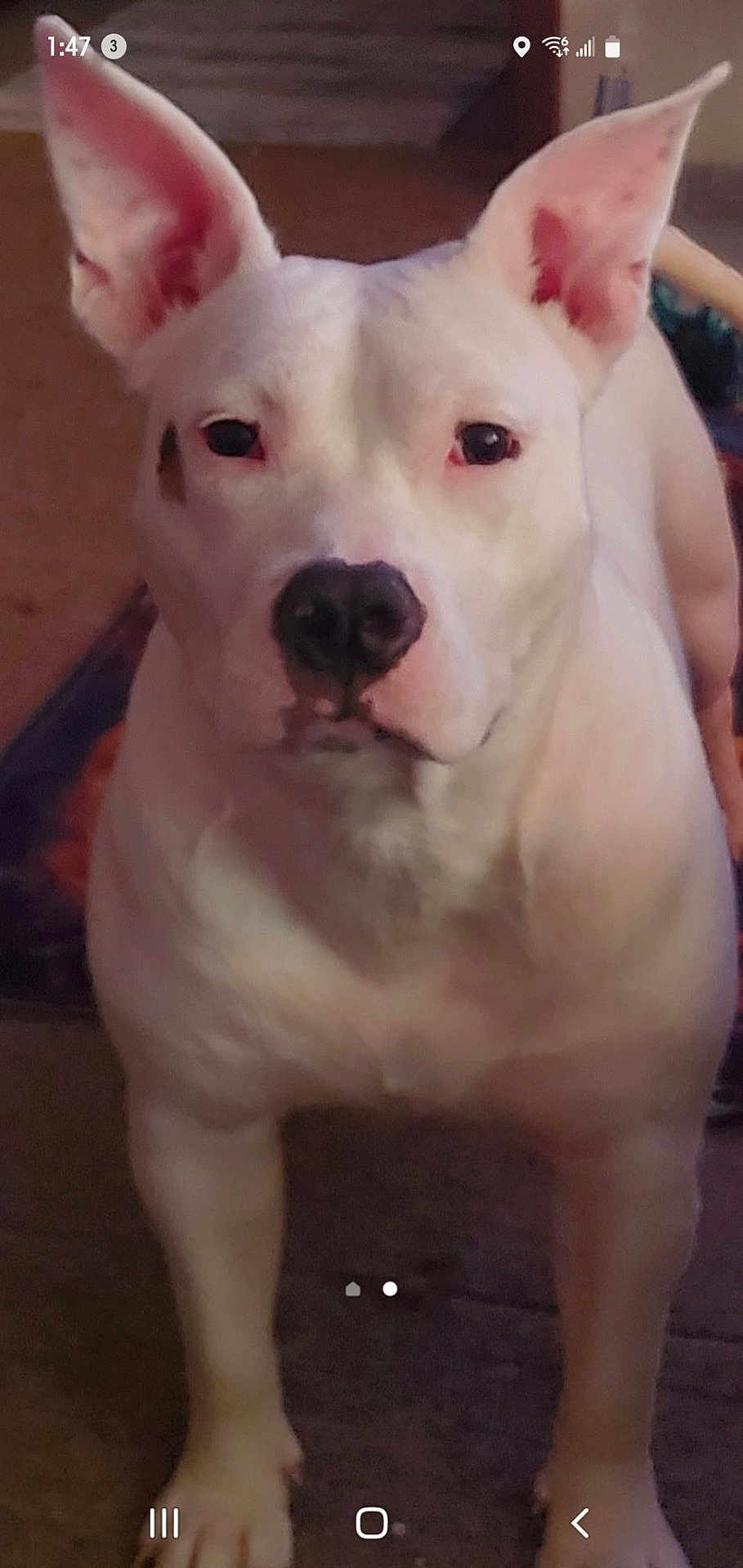 Rubyroo is registered to the contest to win money with this photo: dog, white_dog, pet, animal, indoor, ears, carpet, standing, close_up, canine, portrait, looking_at_camera, fur, muzzle, legs, domestic_animal, companion, friendly, cute, house