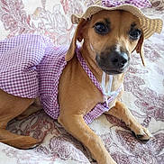Selena joined the competition — help win amazing prizes! accessory, animal, blanket, bow, brown_dog, canine, costume, cute, dog, dress, fashion, floral_pattern, gingham, hat, indoor, lounge, pet, purple, relaxed, small_dog