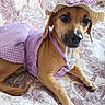 accessory, animal, blanket, bow, brown_dog, canine, costume, cute, dog, dress, fashion, floral_pattern, gingham, hat, indoor, lounge, pet, purple, relaxed, small_dog
