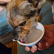 Leyna participe au concours pour gagner de l'argent avec cette photo : animal, black_nose, brown_fur, candid, close_up, cute, dog, domestic, fingernails, food, fur, hand, indoor, licking, messy, person, pet, snout, tongue, yogurt_container