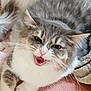 Praline a rejoint le concours — aidez-le/la à gagner de superbes lots ! cat, feline, pet, animal, whiskers, mouth_open, meowing, fur, gray, white, cute, closeup, indoor, cozy, blanket, paw, expressive, domestic_cat, resting, fluffy