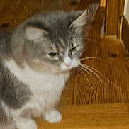 Praline participe au concours pour gagner de l'argent avec cette photo : cat, gray_cat, white_cat, feline, pet, animal, wooden_surface, indoor, whiskers, ears, fur, sitting, looking_down, close_up, domestic_cat, mammal, cute, house_pet, furry, blurred