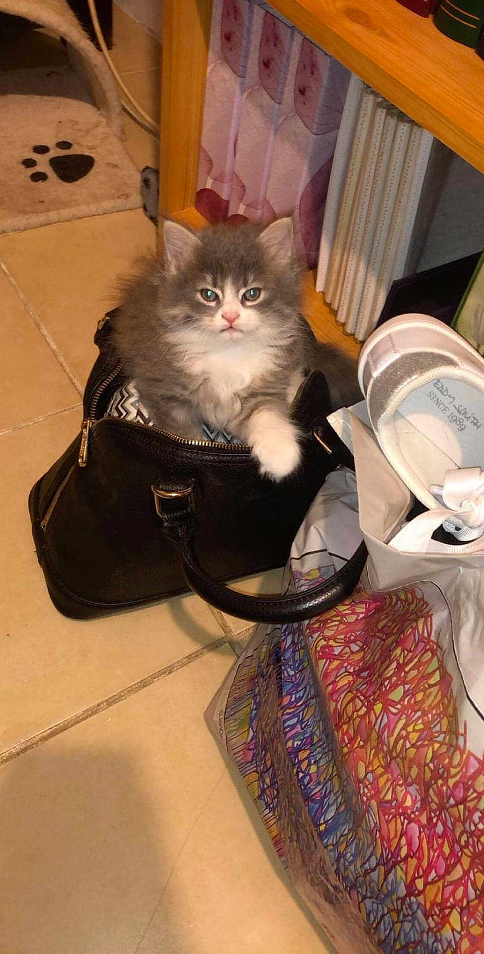 Praline a rejoint le concours — aidez-le/la à gagner de superbes lots ! kitten, cat, handbag, floor, tile, shoe, bag, indoor, pet, furry, white, gray, curious, paw_print, mat, cozy, small, cute, domestic, playful