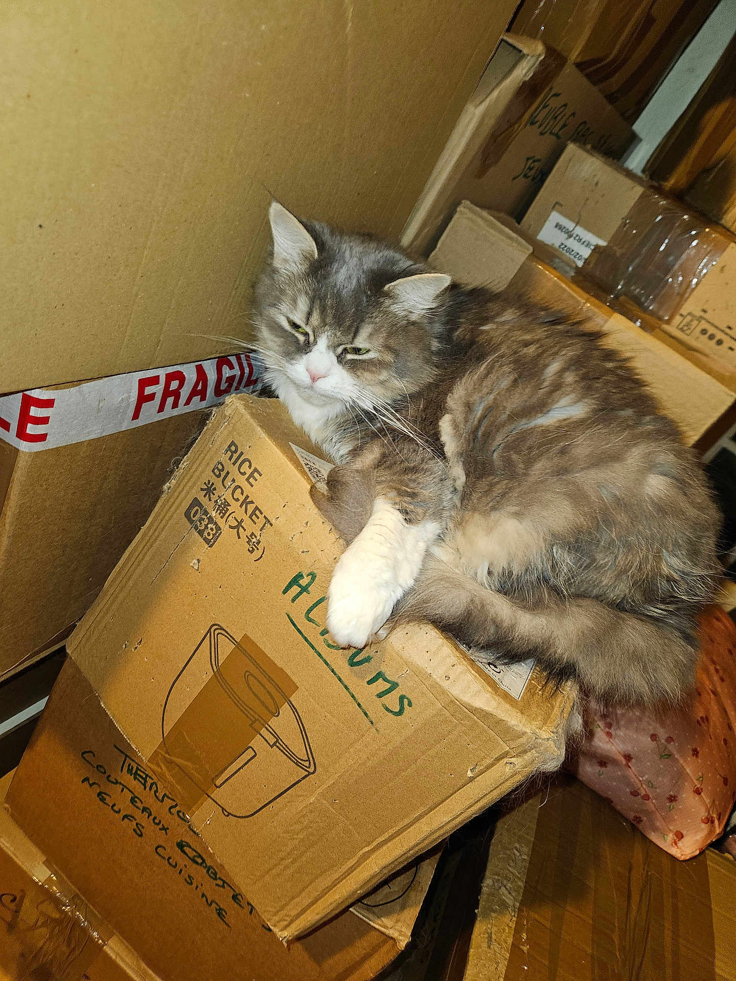 Ponga a rejoint le concours — aidez-le/la à gagner de superbes lots ! animal, box, brown, cardboard_box, cat, clutter, curious, domestic_cat, feline, fluffy, fragile_tape, fur, indoor, messy, pet, resting, sitting, storage, warehouse, white_paw