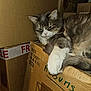Ponga a rejoint le concours — aidez-le/la à gagner de superbes lots ! animal, cardboard_box, cat, closeup, clutter, container, cozy, feline, fluffy, fur, gray, household, indoor, paw, pet, relaxed, resting, sleepy, stacked_boxes, white