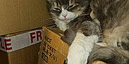 Ponga a rejoint le concours — aidez-le/la à gagner de superbes lots ! animal, cardboard_box, cat, closeup, clutter, container, cozy, feline, fluffy, fur, gray, household, indoor, paw, pet, relaxed, resting, sleepy, stacked_boxes, white